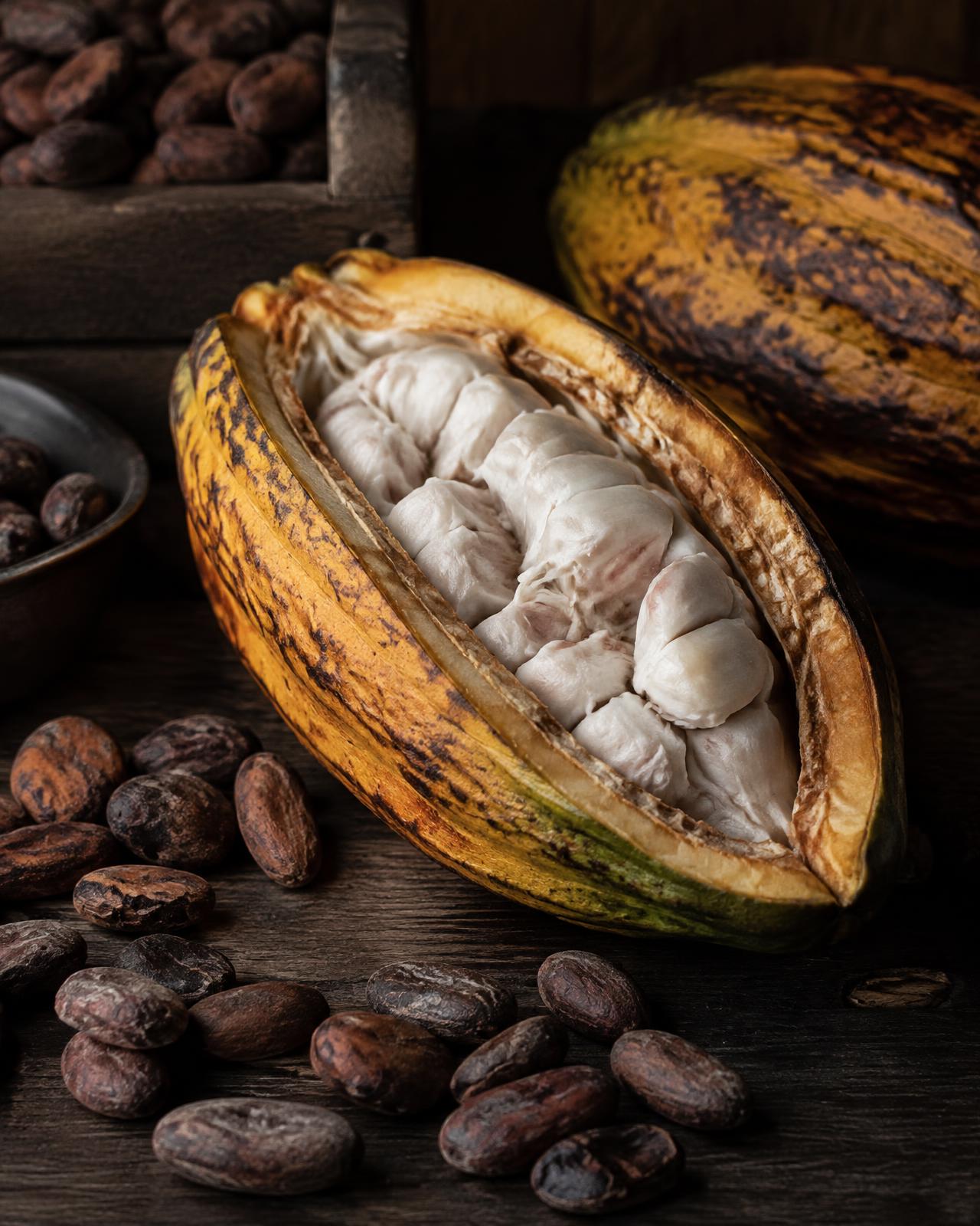 An opened cocoa pod revealing fresh beans, beside dried cocoa beans