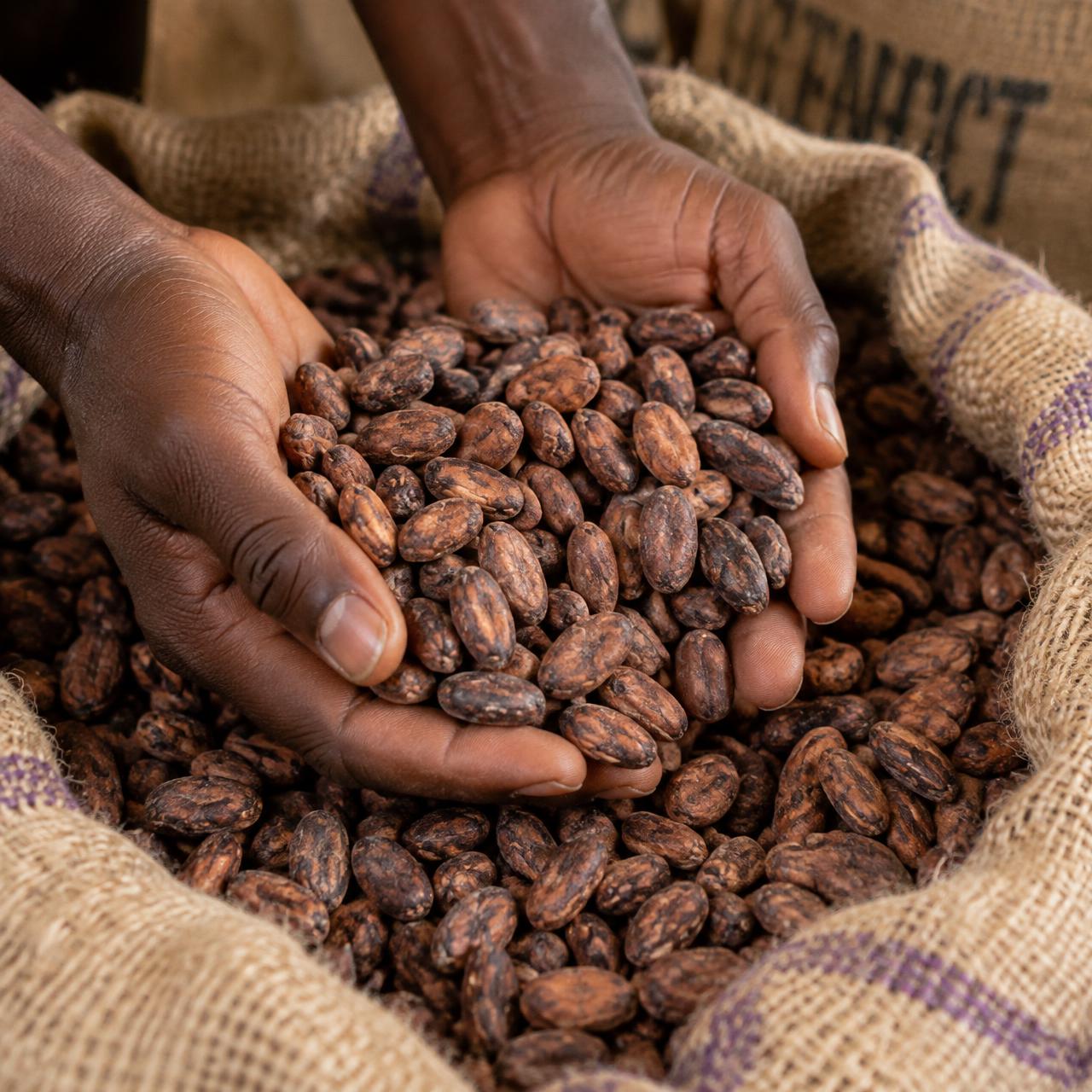 Hands inspecting dried cocoa beans in a jute sack